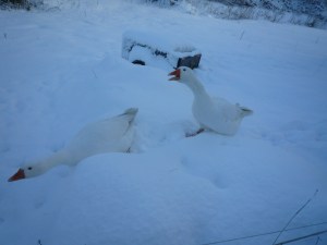 snow-in-the-pennines